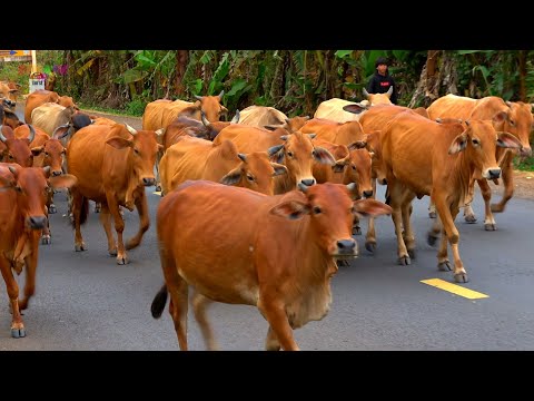 Ca nhạc thiếu nhi vui nhộn Chú Bò vàng, Chú vịt nâu hay cho bé