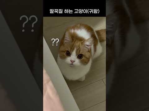 딸꾹질 소리까지 귀여워🥹💛 #고양이딸꾹질