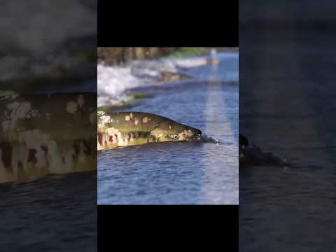 Big Chum Salmon trying to cross the road #salmon #fishing #nature