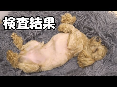 愛犬が吐血嘔吐をした原因がわかりました【検査結果】