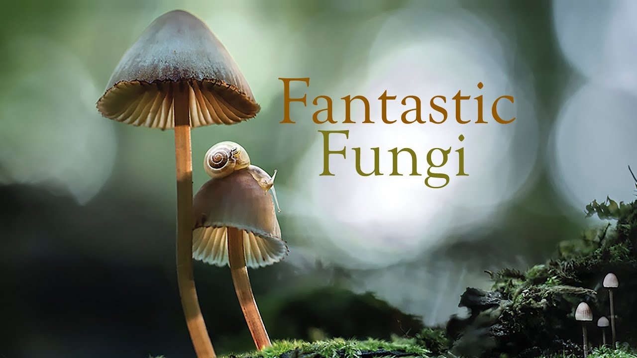 Fantastic Fungi Trailerin pikkukuva