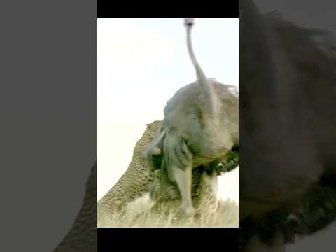 cheetahs vs common ostrich #animals #cheetah #ostrich #viral
