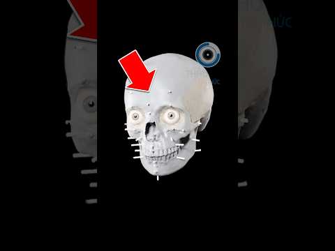 KHÁM PHÁ RA NGÔI MỘ MA CÀ RỒNG | 😨 (Bạn Biết Không) #facts #amanzingfacts #thaukinhtrithuc