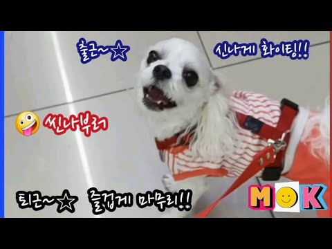 출근~☆ 신나게 화이팅!! 퇴근~☆ 즐겁게 마무리!! #울집댕댕이❤️미키❤️ #말티즈 #미소천사 #오늘의주인공