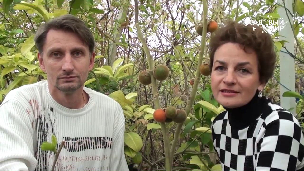экзотические плодовые растения Наранхилла