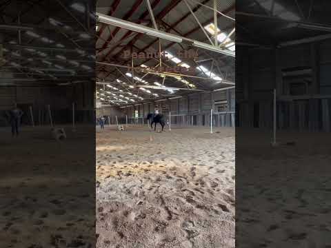 #dontmakesense #erastour #funnyanimal #funnyhorse #summer #funnypet #college #crystals #booktok