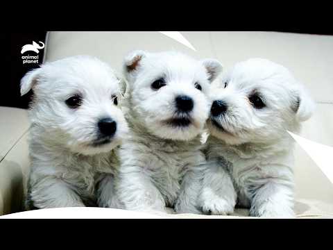 West Highland Terrier Puppies(Westie): Athletic Skills & Outdoor Adventure | Too Cute| Animal Planet