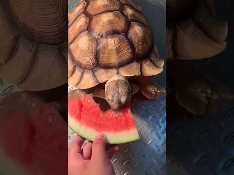 Sweet turtle eating watermelon 🐢🍉 #shorts