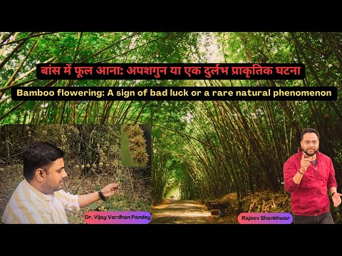 बांस में फूल आना क्या अपशगुन है?  Bamboo Flowering is Bad Omen ? or just Natural phenomenon?