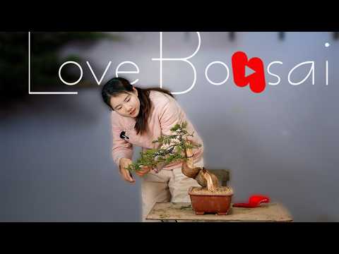 How to bend a bonsai - great bonsai bending skills #lovebonsai #bonsai #3