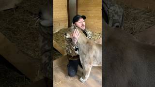 The best moments with puma Braige) #animals #braige #bigcat #wildlife #love #shorts