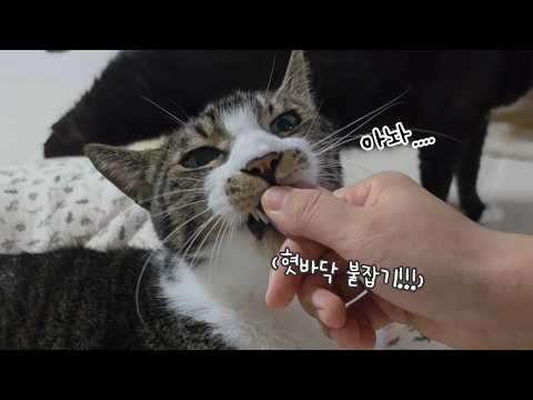 혓바닥을 이렇게 확 잡아버리면 느낌이 아주 좋거덩요