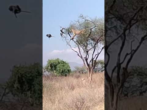 Baboons enemy visit on tree#foryou #lion #trendingshorts #nature #viral #viralvideos #russia#india