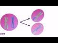 Mitosis and Meiosis: Key Differences Explored