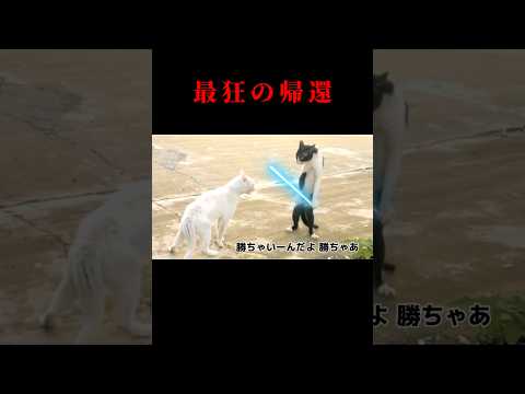 フォースと共にあらんことを #猫