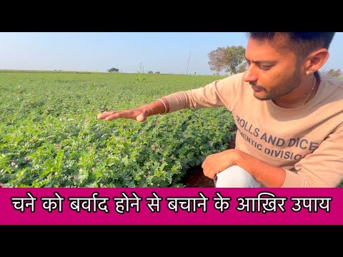 चने की फसल में आख़िर स्प्रे में क्या सावधानियां रखना जरूरी chane ki kheti