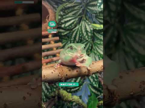 I dont think my frog would survive the wild