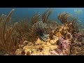 Exploring Invasive Species in Aquatic Ecosystems