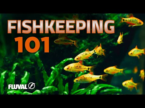 Getting Started in Aquarium Keeping: What You Need to Know!