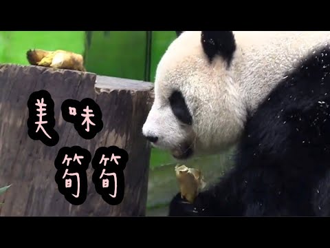 圓仔享用美味筍筍，圓仔好開心|熊貓貓熊The Giant Panda Yuan Yuan and Yuan Bao|台北市立動物園