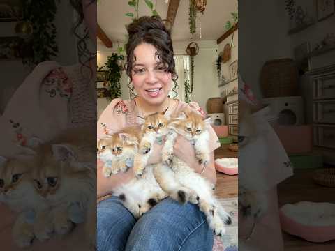 Cherry is a super mom! #sacramento #britishlonghaircat #kitten