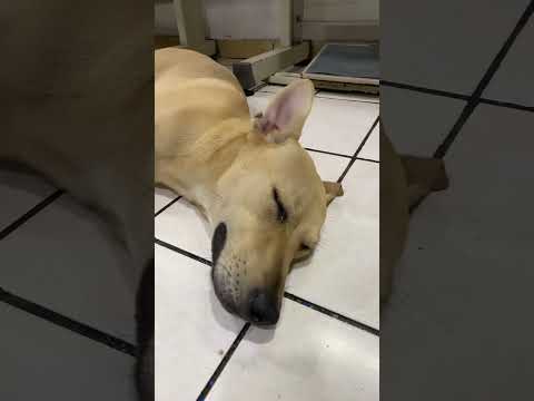 #cachorros #perros #cachorrosdivertidos #mascotas #canilla #cachorro #cachorro