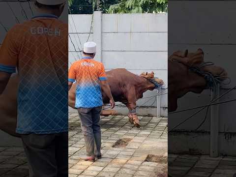 Sabar ya sapi 🐄, pasti ada tempat terbaik buatmu ♥️idul adha 1446 #iduladha2025 #iduladha1446h