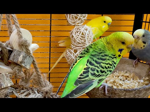 7 hours of relaxing budgie sounds