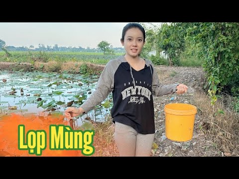 Cô Gái Quê ✅ Sáng dậy sớm Ra ao Sen thăm Lọp Mùng Bắt Tép