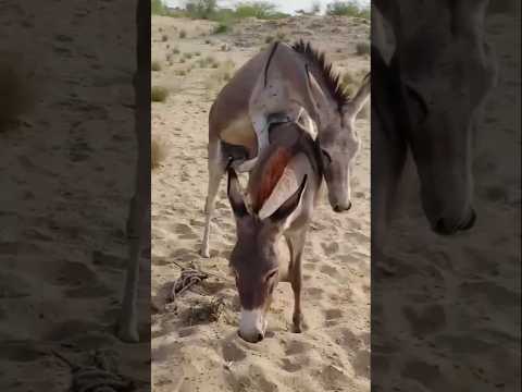 #animals #anmals #catfun #donkey #catvideos #funny #travel #camel #comedy #viral #viralvideo #shorts