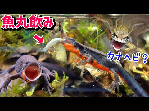 捕ってきた外来魚をイモリ水槽に！カナヘビも魚を？【イモリ水槽５】