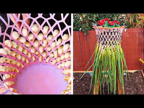 Get ready for Unusual Plant hacks! Grow your Garden in Smart Ways