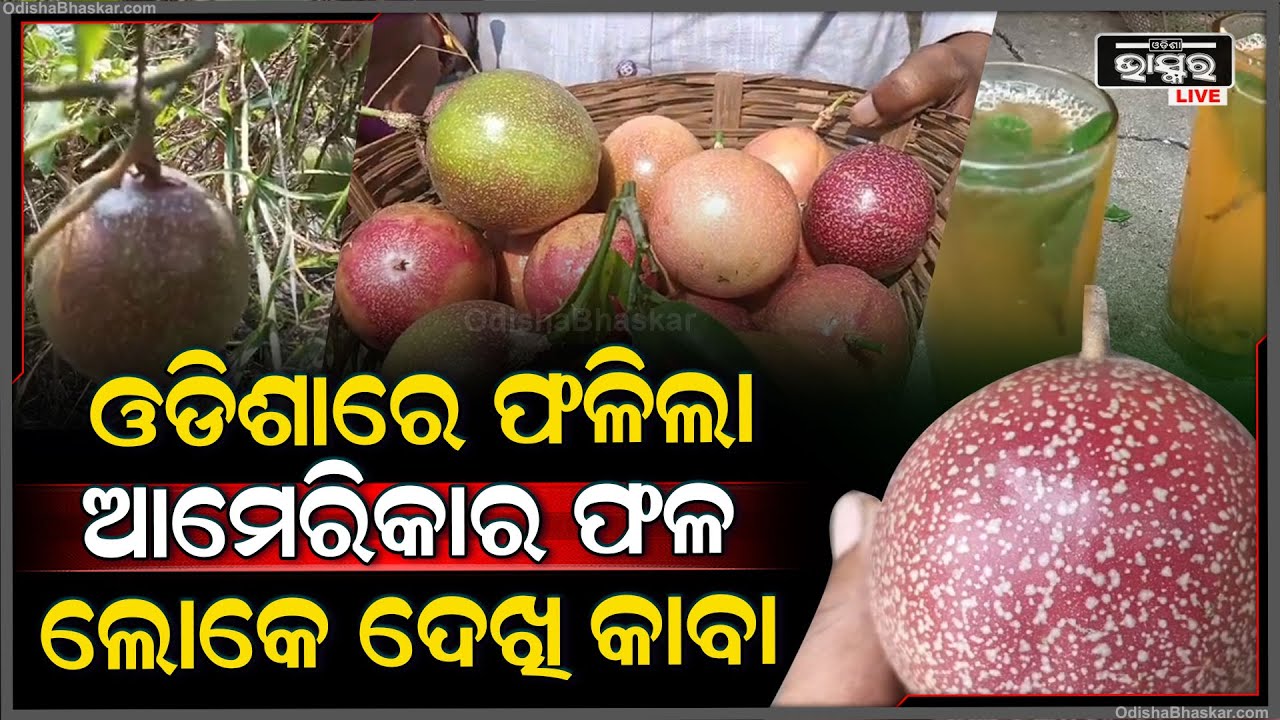 ଓଡିଶାରେ ଫଳିଲା ଆମେରିକାର ଫଳ, ତା' ରସ ପିଇଲେ ଭଲ ହେଉଛି ଡାଇବେଟିସ