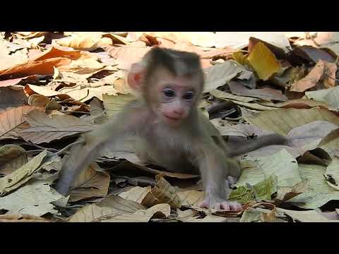 Sweet Newborn Monkey Afternoon Adventures #babyanimals