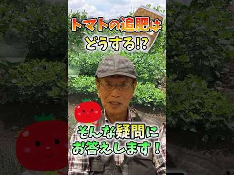 家庭菜園や農園のトマト栽培で追肥する？しない？元気な株の見極め方とトマトの育て方！【農家直伝】#shorts