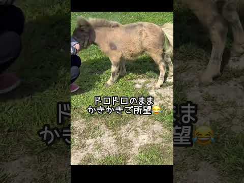 やりたい放題😓　#shorts