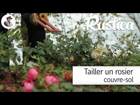 Tailler un rosier couvre sol