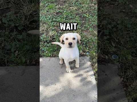 My puppy is begging you ? #puppy #cute #cutedog #dogshorts #viral #shorts