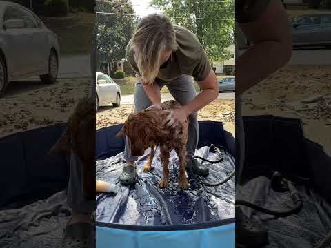 赤ちゃんとゴールデンレトリバーのお風呂シーン：癒しとかわいさ満載の動画 サムネイル