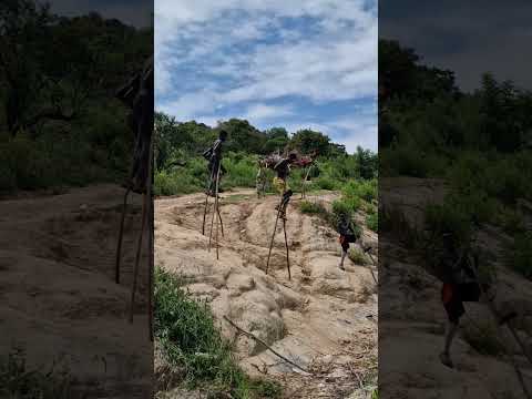 walking on stilts Omo Valley Ethiopia #ethiopia #omovalley #omoadvisor #africa #travel