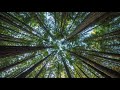 Tree Biology and Life Cycle Concepts