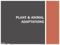 Exploring Plant and Animal Adaptations