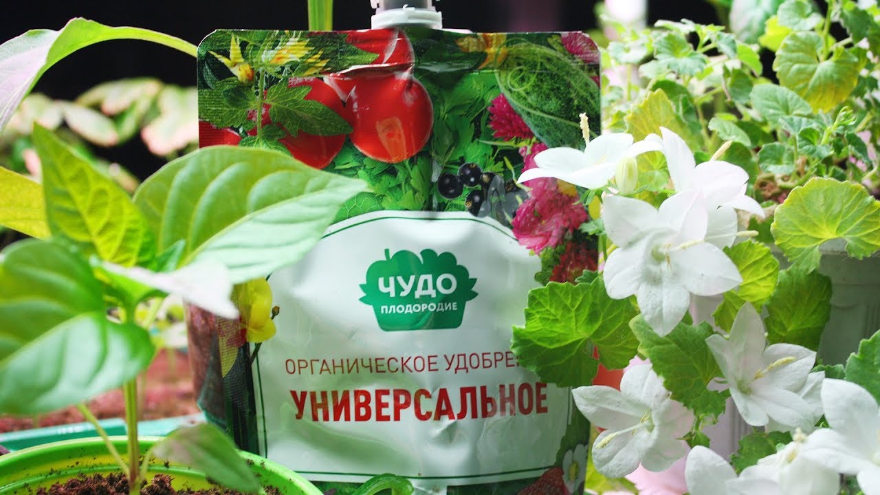 Удобрения творят чудеса Чудо плодородие в каждый дом!
