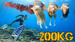 総量200kgオーバー！高級巨大イカ