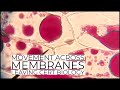Cell Transport Mechanisms and Processes