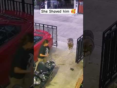 Women rescue a turtle from dog  #shortsfeed #shortsviral