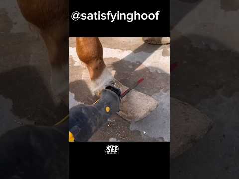 longest horse's hoof I've seen| neglected horse