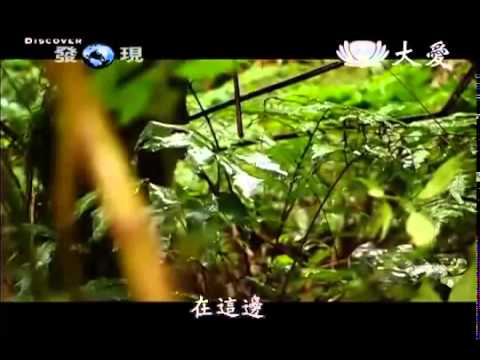 【發現】20100911 - 找尋台灣瀕危植物 - YouTube(48分01秒)