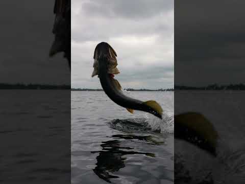 The Most Insane Pike Jump Ever? 😱 3D Line Thru Glide Roach🎣 #savagegear #pike #fishing