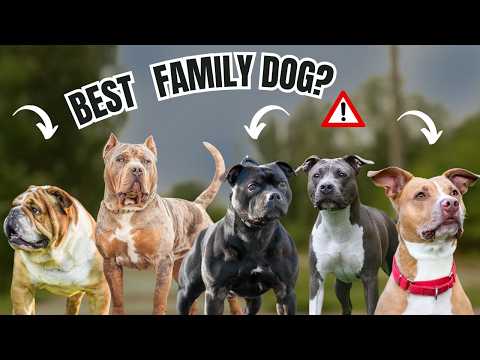 How to Choose the Right Bull Breed Dog for Your Family